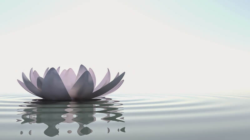 Lotus zen et nature